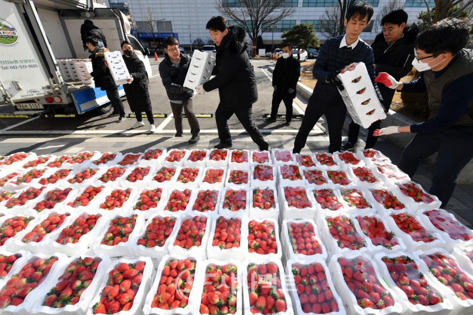 수원시 직원들이 18일 진천에서 온 딸기 상자를 내리고 있다. [사진=수원시청]