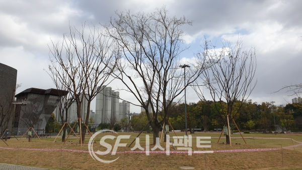 광교호수공원 재미난밭에 도시숲으로 식재된 느티나무 [사진=수원시청]
