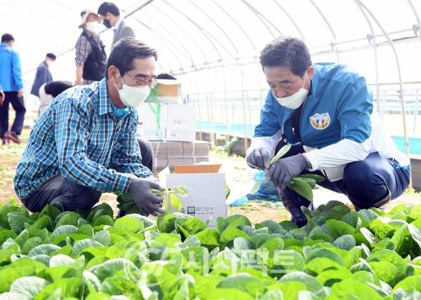 윤화섭 안산시장(오른쪽)이 지난 28일 안산팜 영농조합법인을 방문해 상품 출하를 돕고 있다. [사진=안산시청]