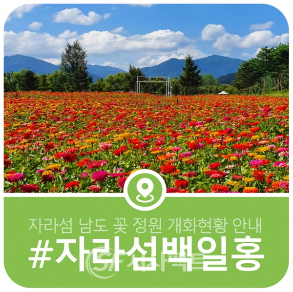 가평군, 공식 블로그를 통해 자라섬 남도 꽃 정원 개화현황 공유 [사진=가평군청]